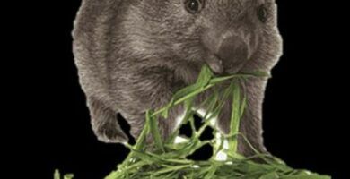 descubre todo sobre los wombats tipos caracteristicas y curiosidades