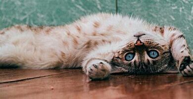 diferencias entre canguros y wallabies explicacion detallada