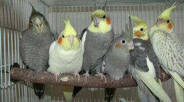 diferencias entre ninfas macho y hembra cual es la mejor opcion