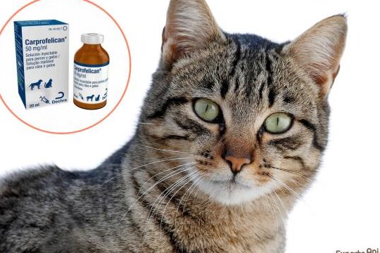 dosis y usos de la ivermectina en gatos