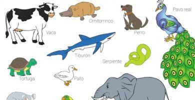 ejemplos y caracteristicas de animales viviparos