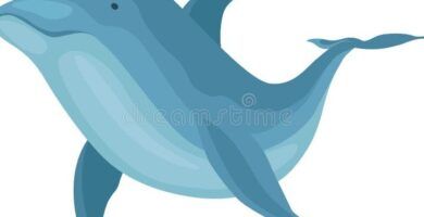 el delfin mamifero o pez