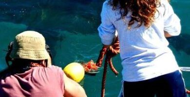 el mito de los tiburones ciegos