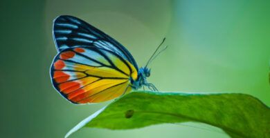 el proceso de eclosion de las mariposas