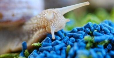 el veneno de las babosas lo que debes saber