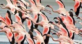 el vuelo de los flamencos