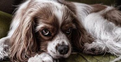 es posible tener un inseparable como unica mascota