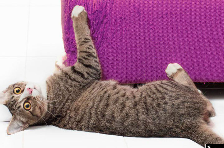 evita que tu gato arane el sofa con estas soluciones