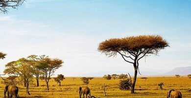 fauna africana descubre la diversidad de animales en africa