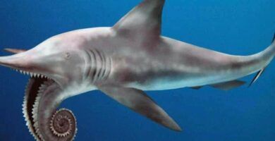 fauna marina prehistorica descubre los animales mas fascinantes