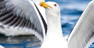gaviotas datos curiosos que debes conocer