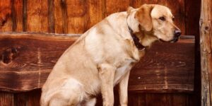 gusanos redondos en perros tipos sintomas y tratamiento