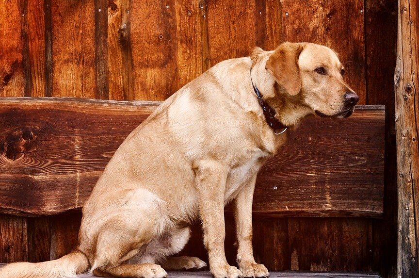 gusanos redondos en perros tipos sintomas y tratamiento