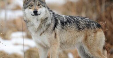 hogar de los lobos conoce su habitat natural