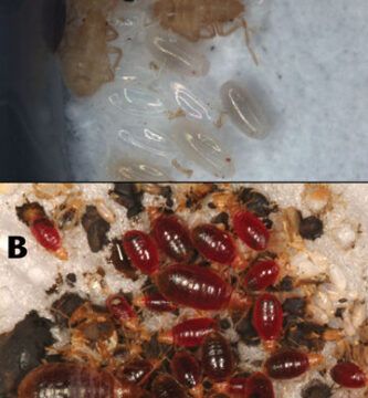 identificando chinches garrapatas y pulgas diferencias fundamentales
