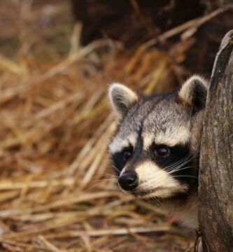 la agresividad de los mapaches
