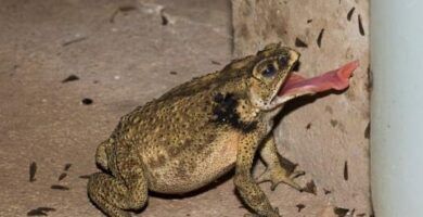 la alimentacion adecuada para lagartijas jovenes y adultas