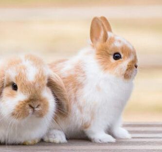 la alimentacion de las liebres lo que debes saber