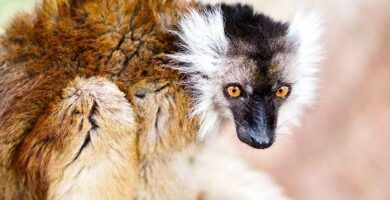 la alimentacion de los lemures