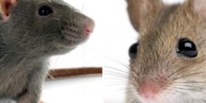 la alimentacion de los ratones descubre su dieta