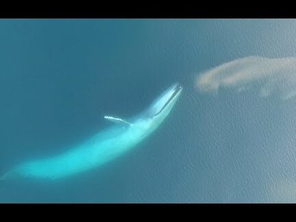la ballena mas grande del mundo medidas impresionantes