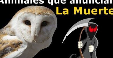 la dieta de las lechuzas que alimentos consumen