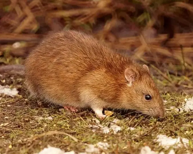 la dieta de las ratas lo que necesitas saber