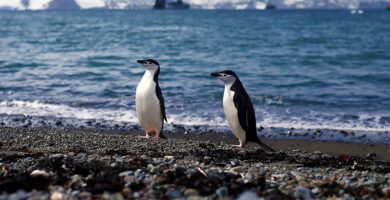 la dieta de los pinguinos