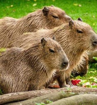 la dieta del puercoespin descubre que come este animal