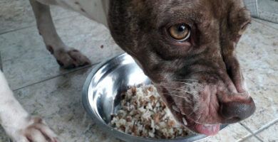 la proteccion de recursos en perros con comportamiento posesivo