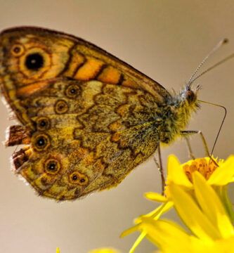 la reproduccion de las mariposas todo lo que necesitas saber