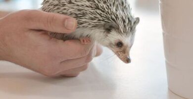 la reproduccion del erizo africano todo lo que necesitas saber