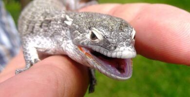 lagartijas conoce sus diferentes especies