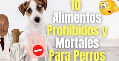 las espinacas son una opcion saludable para la dieta de tu perro