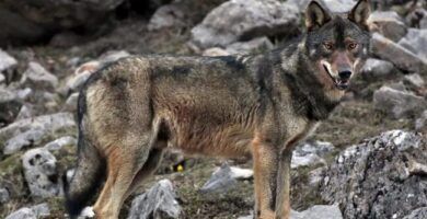 lobos son una amenaza para los humanos