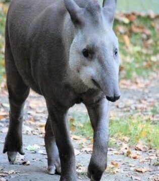 los 11 animales peligrosos en el amazonas que debes conocer