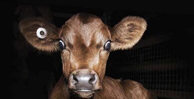 los documentales de animales mas destacados a nivel mundial