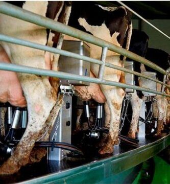mastitis bovina sintomas y tratamiento adecuado