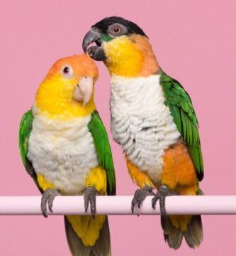 nombres para cotorras macho y hembra