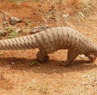 nombres y curiosidades de animales con escamas