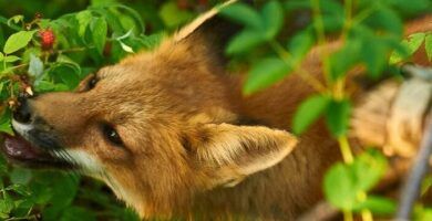 nombres y fotos de los diferentes tipos de zorros