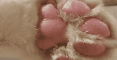 numero de dedos en las patas de los gatos