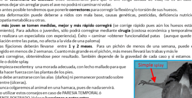 pata hinchada en canarios por anilla causas y soluciones