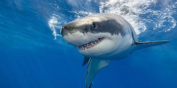 peligro de extincion de los tiburones