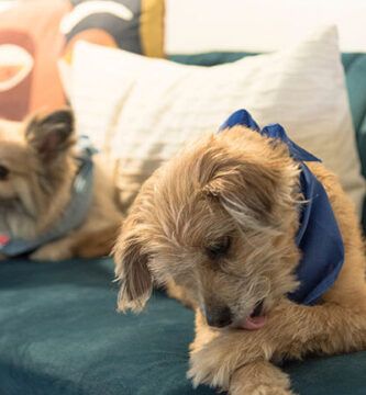 por que mi perro se muerde las unas