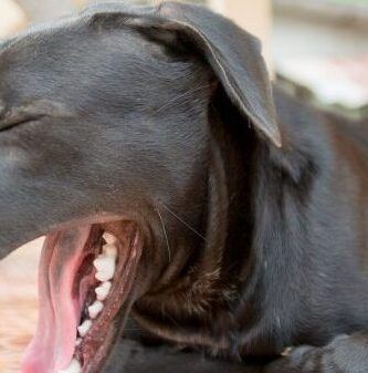 por que tu perro saca la lengua y como solucionarlo