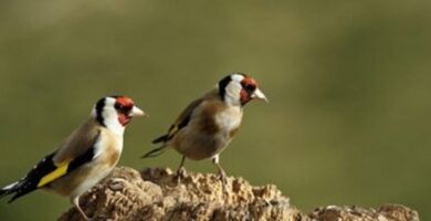 razones por las que tu canario ha perdido su canto