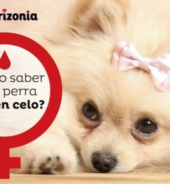 razones por las que tu perra no se deja montar