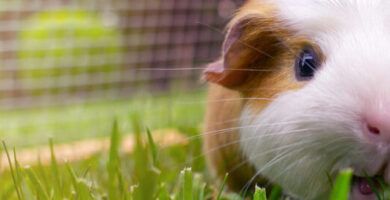 sintomas de embarazo en cobayas