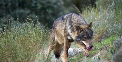tecnicas de caza de los lobos